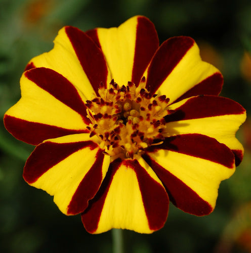 Så- og pasningsvejledning for Tagetes - Tagetes patula nana 'Dandy Stripe'