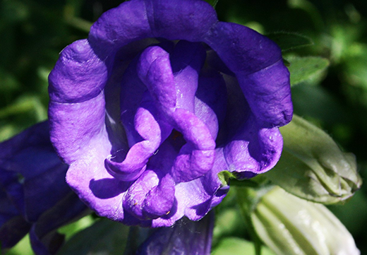 Så- og pasningsvejledning for Dobbelt Klokkeblomst - Campanula medium 'Double Mix'