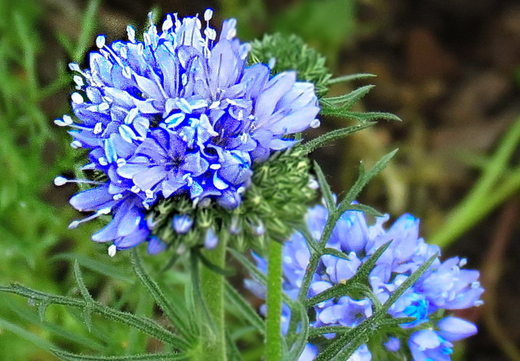 Så- og pasningsvejledning for Globe Gilia - Gilia capitata