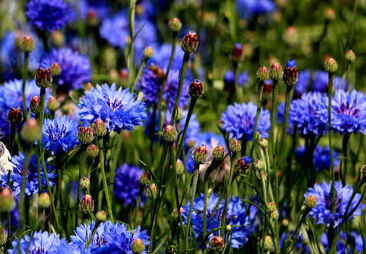 Så- og pasningsvejledning for Blå Kornblomst - Centaurea cyanus 'Blue Boy'