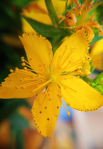 Så- og pasningsvejledning for Prikbladet Perikon - Hypericum perforatum