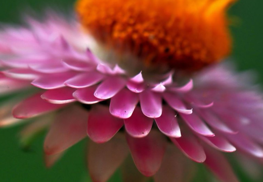Så- og pasningsvejledning for Evighedsblomst - Helipterum roseum (Paper Daisy)
