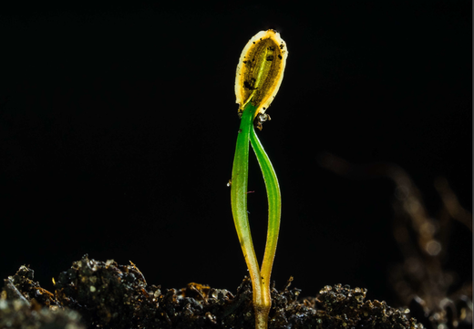 Så- og pasningsvejledning for Dild - Anethum graveolens