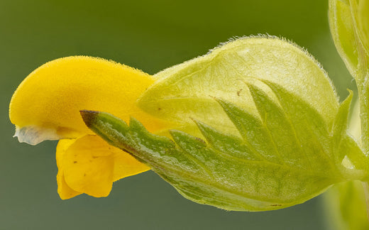 Så- og pasningsvejledning for Liden Skjaller - Rhinanthus minor