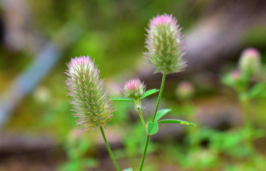 Så- og pasningsvejledning for Harekløver - Trifolium arvense