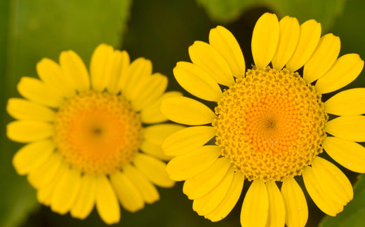 Så- og pasningsvejledning for Farvegåseurt - Anthemis tinctoria