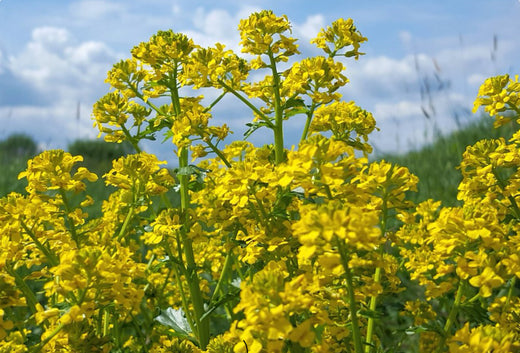 Så- og pasningsvejledning for Gul Snerre - Galium verum