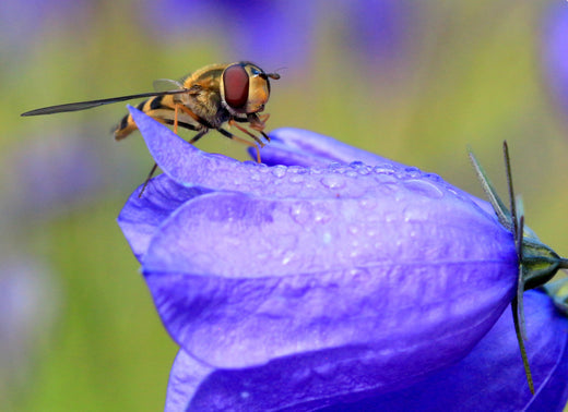 Så- og pasningsvejledning for Liden Klokke - Campanula rotundifolia
