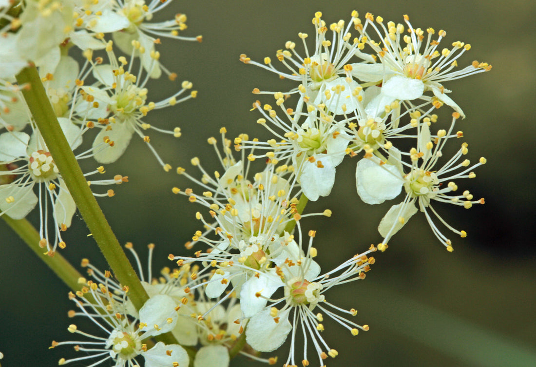 Såvejledning til Mjødurt - filipendula ulmaria