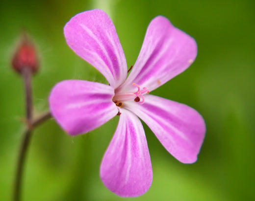 Så- og pasningsvejledning for Liden Storkenæb - Geranium pusillum