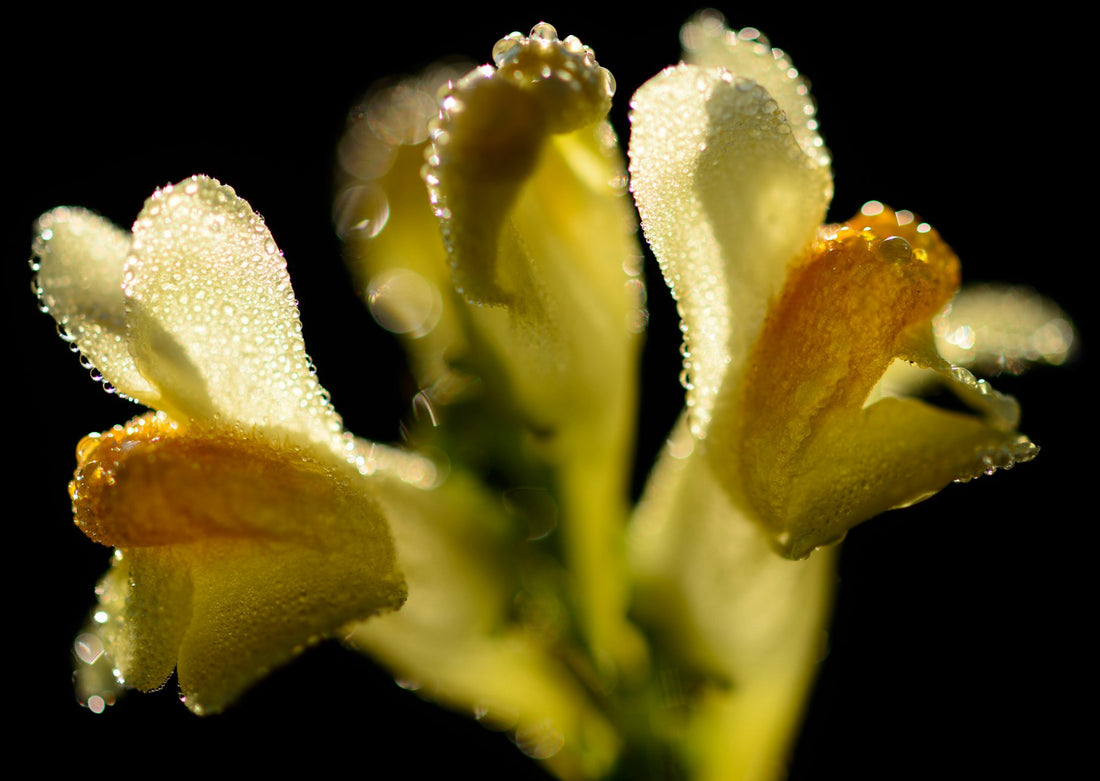 Såvejledning til Torskemund (Linaria vulgaris)