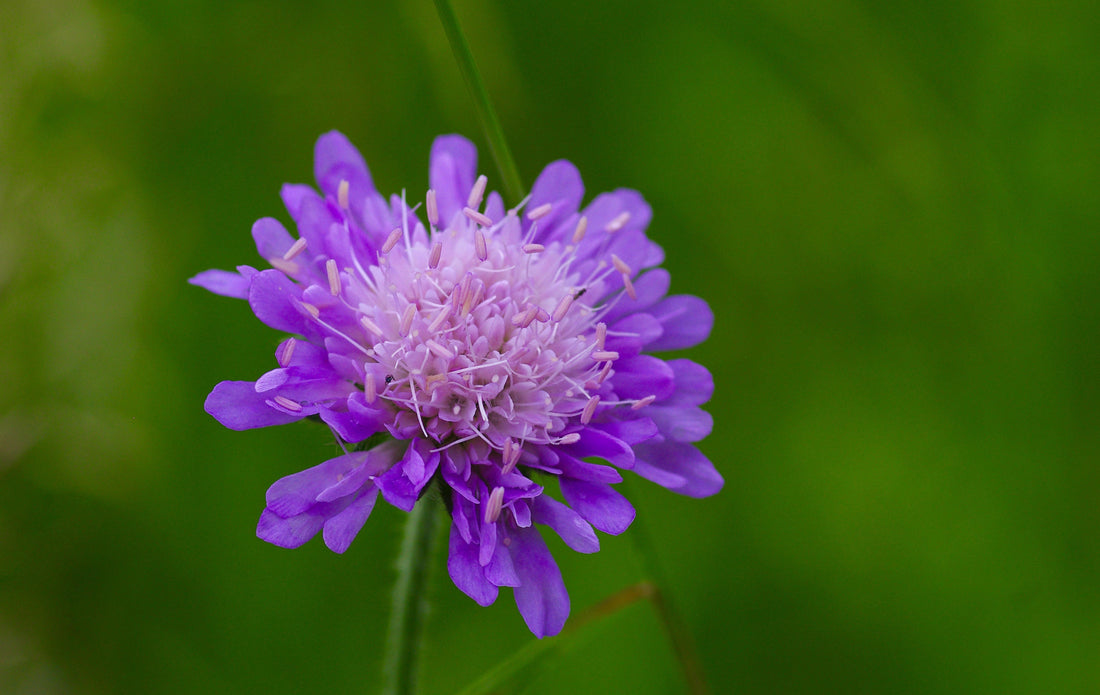 Såvejledning til Blåhat (Knautia arvensis)