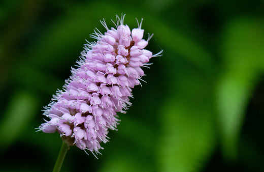 Så- og pasningsvejledning for Slangeurt - Bistorta officinalis
