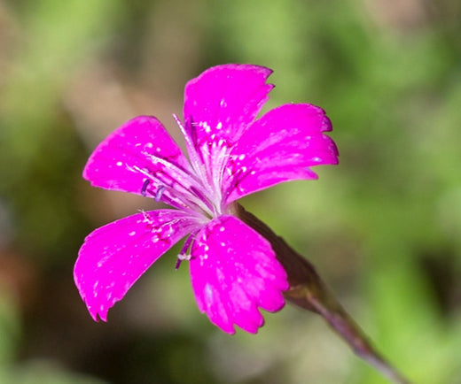 Så- og pasningsvejledning for Bakkenellike - Dianthus deltoides