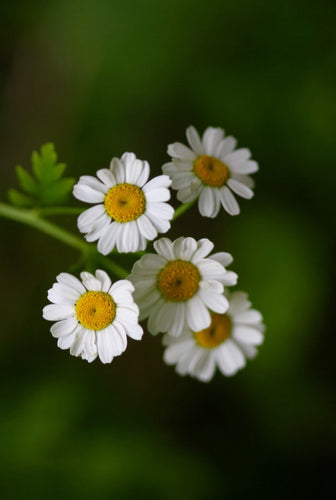Så- og pasningsvejledning for Almindelig Matrem - Chrysanthemum parthenium
