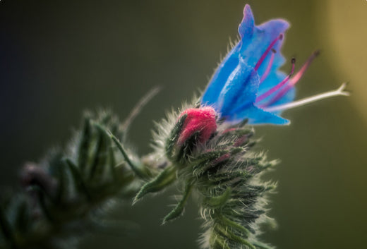 Så- og pasningsvejledning for Slangehoved - Echium vulgare