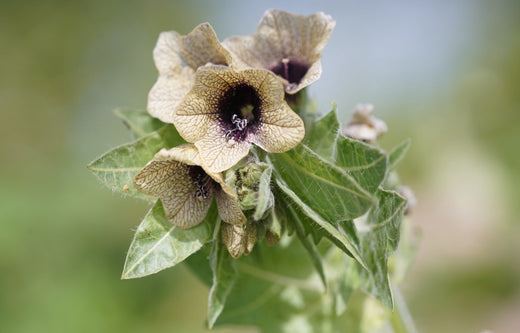 Så- og pasningsvejledning for Hyoscyamus niger - Bulmeurt