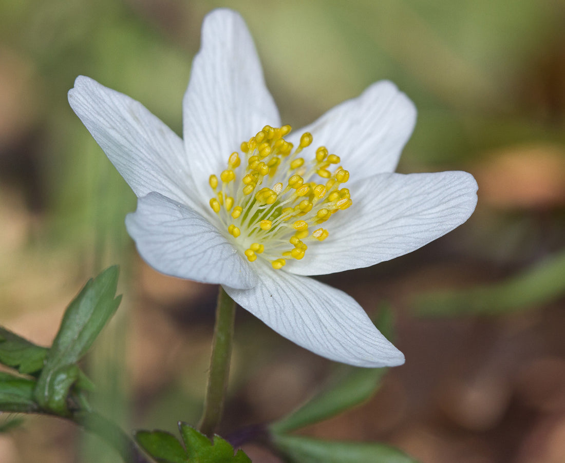 Såvejledning til Hvid anemone (Anemone nemorosa)