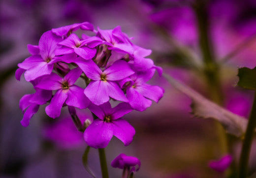 Så- og pasningsvejledning for Hesperis matronalis - Aftenstjerne