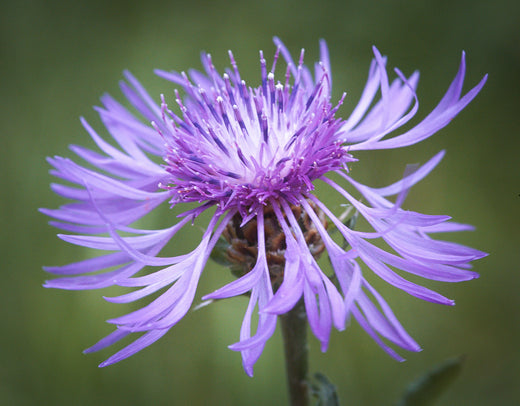 Såvejledning for Almindelig Knopurt (Centaurea jacea)