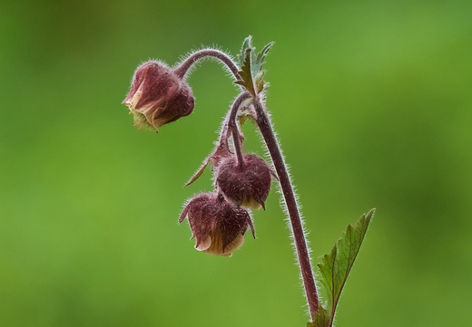 Såvejledning for Eng-Nellikerod (Geum rivale)
