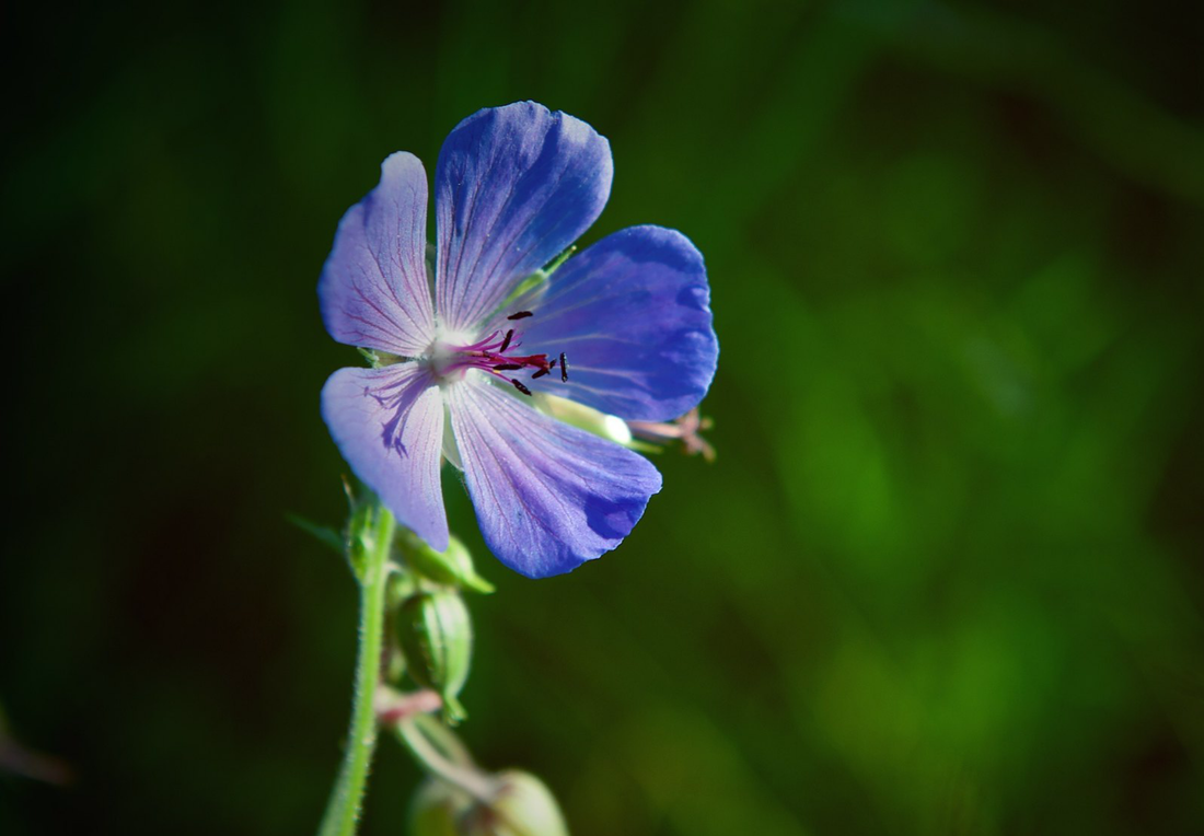 Såvejledning for Eng-Storkenæb (Geranium pratense)