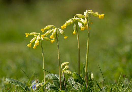 Så- og pasningsvejledning for Primula veris - Hulkravet Kodriver