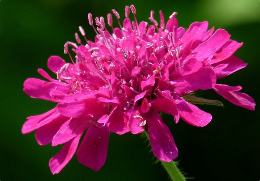 Makedonsk Blåhat (Knautia macedonica)