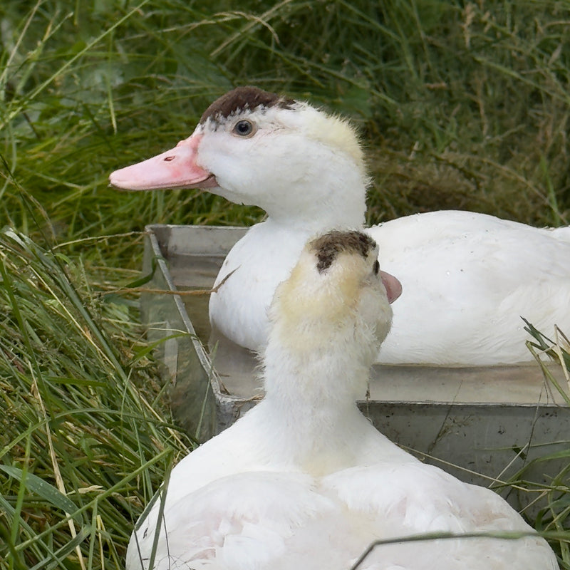 Havearbejde i August