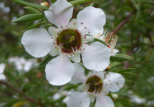 Så- og pasningsvejledning for Leptospermum scoparium - White Manuka Tree