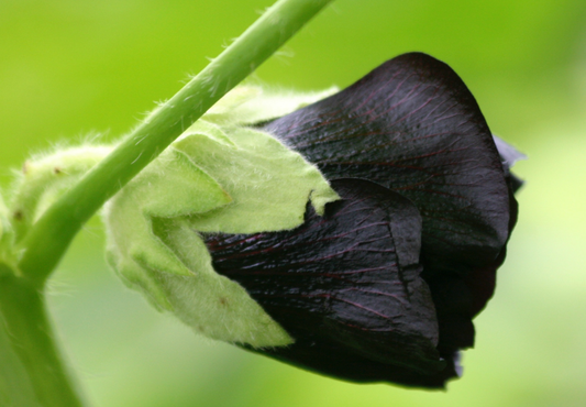 Såvejledning for Alcea rosea 'Jet Black'