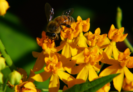 Så- og pasningsvejledning til Silkeplante - Asclepias curassavica 'Silky Gold'