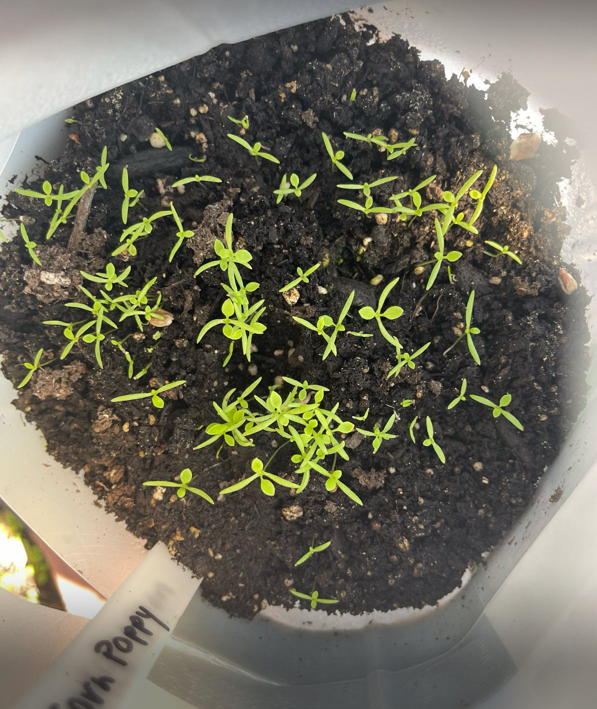 Vintersåning - eksempel med valmuer