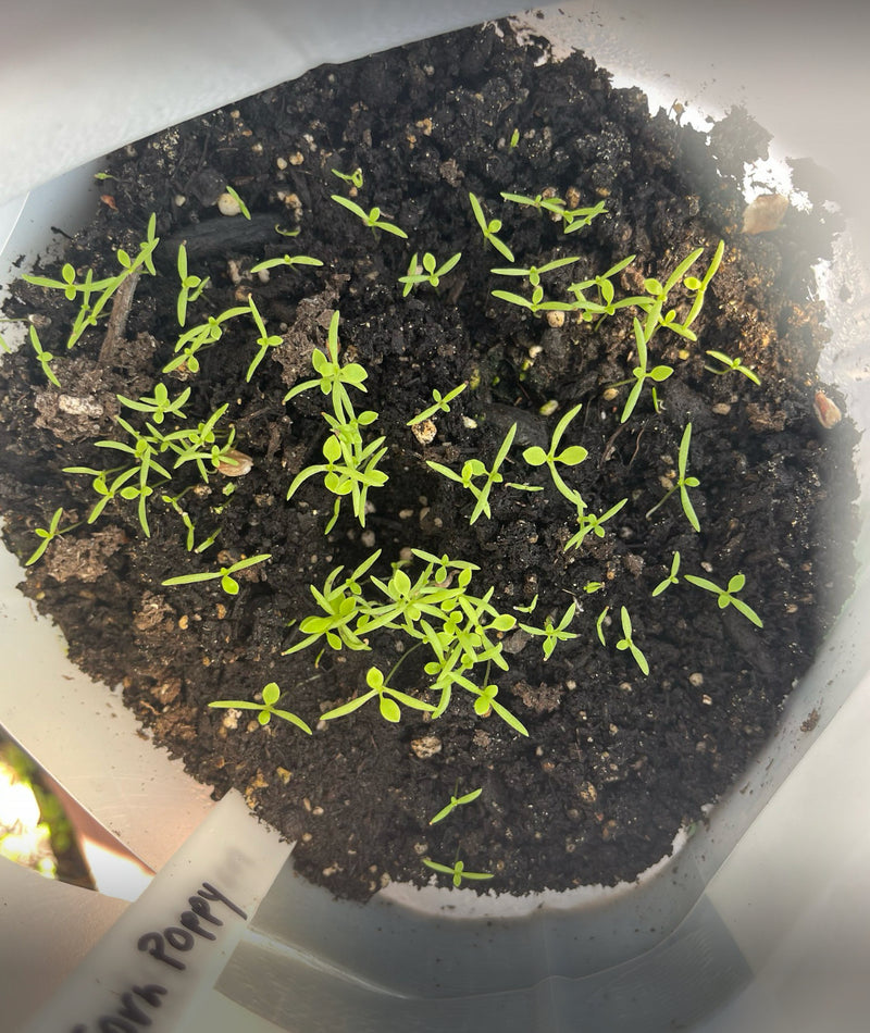 Vintersåning - eksempel med valmuer