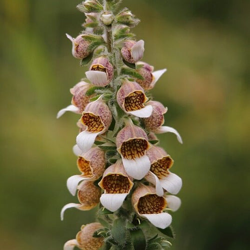 Så- og pasningsvejledning til Fingerbøl - Digitalis lanata ‘Cafe Creme’