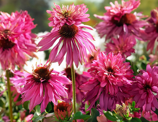 Så- og pasningsvejledning til Solhat - Echinacea purpurea 'Paradiso Super Duper'