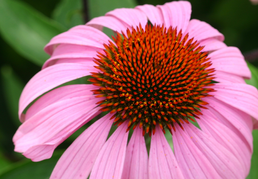 Så- og pasningsvejledning til Solhat - Echinacea purpurea 'Bravado'