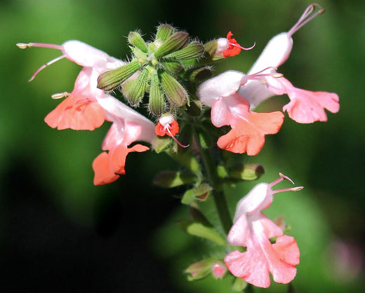 Så- og pasningsvejledning til Salvie - Salvia coccinea 'Summer Jewel Pink'
