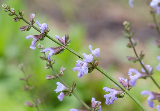 Så- og pasningsvejledning til Lægesalvie - Salvia officinalis