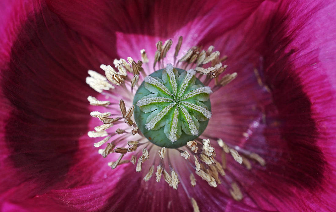 Såvejledning for Valmuen Laurens Grape -  Papaver somniferum 'Lauren's Grape'