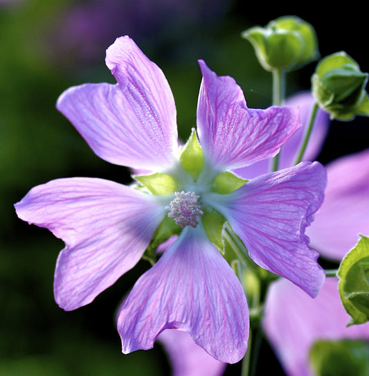 Såvejledning for Bleg stokrose - Alcea pallida