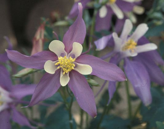 Såvejledning for Aquilegia caerulea 'McKana Giants'