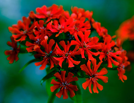 Så- og pasningsvejledning til Brændende Kærlighed - Lychnis chalcedonica