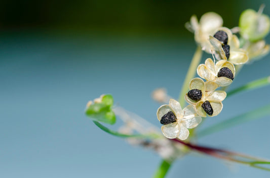 Såvejledning for Allium tuberosum (Kinesisk purløg)