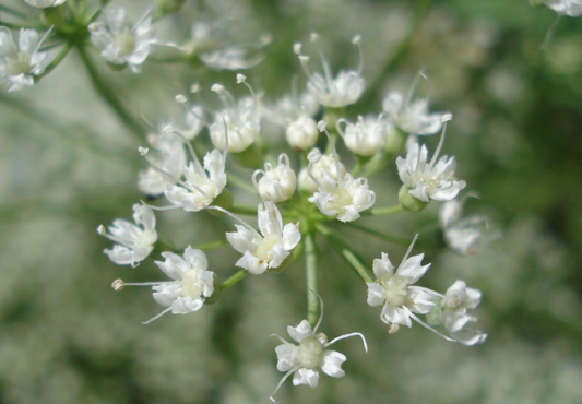 Såvejledning for Pimpinella anisum (Anis)