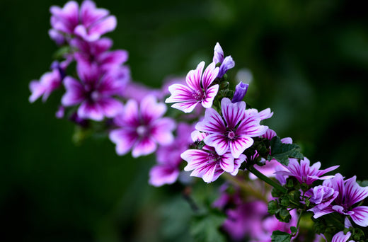 Så- og pasningsvejledning til Malva sylvestris - Zebrina