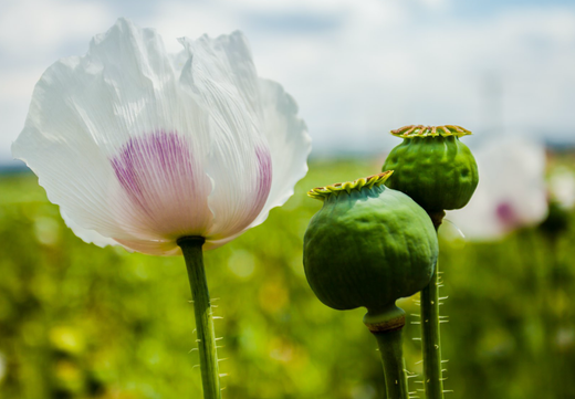 Så- og pasningsvejledning til Papaver somniferum - Bread Seed
