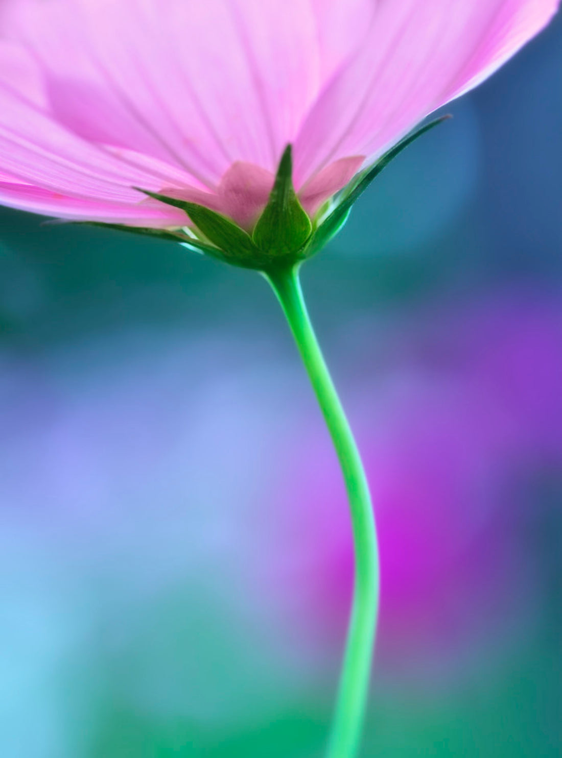 Såvejledning for Stolt kavaler 'Sensation Mixed' (Cosmos bipinnatus 'Sensation Mixed')