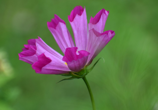 Så- og pasningsvejledning til Cosmos bipinnatus - Sea Shells Mixed