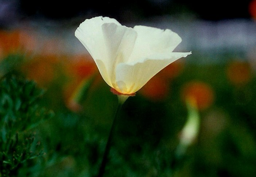 Så- og pasningsvejledning til Eschscholzia californica - Hvid Californisk Valmue
